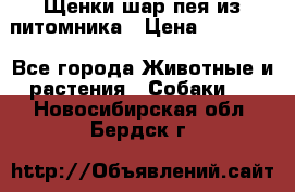Щенки шар-пея из питомника › Цена ­ 15 000 - Все города Животные и растения » Собаки   . Новосибирская обл.,Бердск г.